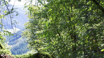 Im Haspelwald zwischen Bergahorn und Fichten