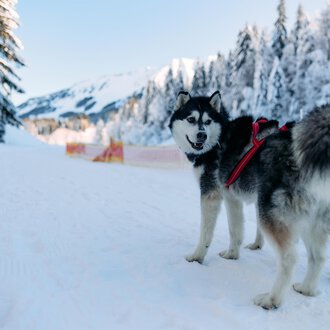 Ein Siberian Husky steht auf einem verschneiten Weg. Im Hintergrund sind Schnee bedeckte Bäume und Berge zu sehen. | © Kleinwalsertal Tourismus | Oliver Farys