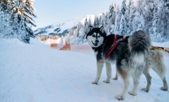 Ein Siberian Husky steht auf einem verschneiten Weg. Im Hintergrund sind Schnee bedeckte Bäume und Berge zu sehen. | © Kleinwalsertal Tourismus | Oliver Farys