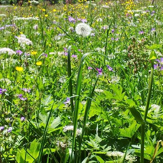 © Susanne Tiefenbacher Eine blühende Wiese mit bunten Wildblumen und Gras. Im Vordergrund sind Löwenzahn und andere Pflanzen zu sehen. | © Susanne Tiefenbacher