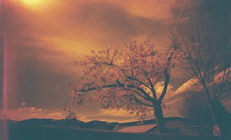 Ein blühender Baum vor einem dramatischen, orangefarbenen Himmel. Die Wolken verleihen der Szene eine mystische Atmosphäre. | © Kulturcafe Kleinwalsertal | Sascha Baumann