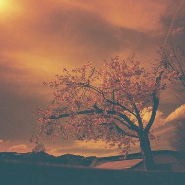 Ein blühender Baum vor einem dramatischen, orangefarbenen Himmel. Die Wolken verleihen der Szene eine mystische Atmosphäre. | © Kulturcafe Kleinwalsertal | Sascha Baumann