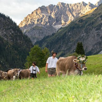 Eine Gruppe von Menschen führt Kühe über eine grüne Wiese in den Bergen. Die Landschaft ist von majestätischen Bergen umgeben, und die Atmosphäre ist ländlich und friedlich. | © Kleinwalsertal Tourismus | Frank Drechsel