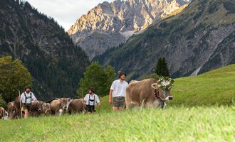 Eine Gruppe von Menschen führt Kühe über eine grüne Wiese in den Bergen. Die Landschaft ist von majestätischen Bergen umgeben, und die Atmosphäre ist ländlich und friedlich. | © Kleinwalsertal Tourismus | Frank Drechsel