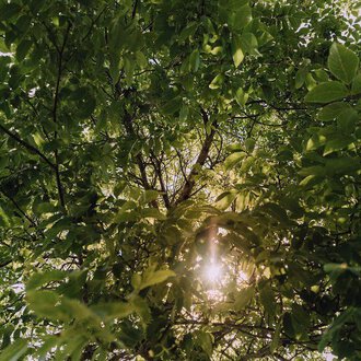 © Das Naturhotel Chesa Valisa****s Ein Blick von unten durch die grünen Blätter eines Baumes. Die Sonne scheint durch das Laub und schafft eine friedliche Atmosphäre. | © Das Naturhotel Chesa Valisa****s