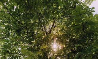 Ein Blick von unten durch die grünen Blätter eines Baumes. Die Sonne scheint durch das Laub und schafft eine friedliche Atmosphäre. | © Das Naturhotel Chesa Valisa****s