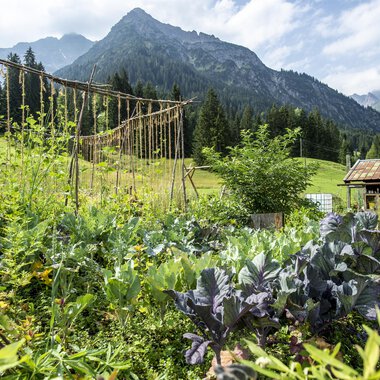 Ein üppiger Garten mit verschiedenen Pflanzen und Gemüse, umgeben von Bergen. Der Himmel ist klar und die natürliche Umgebung ist grün und einladend. | © Kleinwalsertal Tourismus | Dominik Berchtold