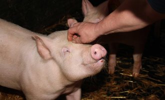 Ein Schwein wird von einer Hand gestreichelt. Es steht in einem Stall auf Stroh. | © Innere Wiesalpe | Andrea Kainz zuckerschnecke.at