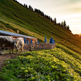 Eine rustikale Almhütte mit Holzverkleidung und einem schrägen Dach. Im Vordergrund gibt es Tische mit blauen Sonnenschirmen in einer grünen Wiesenlandschaft. | © Kleinwalsertal Tourismus