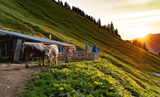 Eine rustikale Almhütte mit Holzverkleidung und einem schrägen Dach. Im Vordergrund gibt es Tische mit blauen Sonnenschirmen in einer grünen Wiesenlandschaft. | © Kleinwalsertal Tourismus