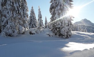 A snowy winter landscape with tall fir trees. The sun is shining brightly in the blue sky.
