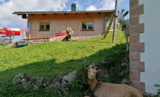 A rural scene with a wooden house and a green meadow. Two goats and a cow relax in front of the building. | © Zwerenalphütte | Patricia Rinner