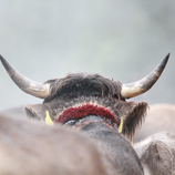 © Kleinwalsertal Tourismus eGen • Fotograf: Frank Drechsel