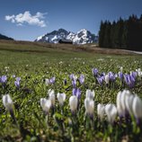 © Kleinwalsertal Tourismus eGen • Fotograf: Robert Niederwolfsgruber