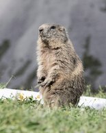 © Kleinwalsertal Tourismus eGen • Fotograf: Frank Drechsel