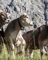 © Kleinwalsertal Tourismus eGen • Fotograf: Frank Drechsel