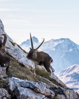 © Kleinwalsertal Tourismus eGen • Photographer: Frank Drechsel